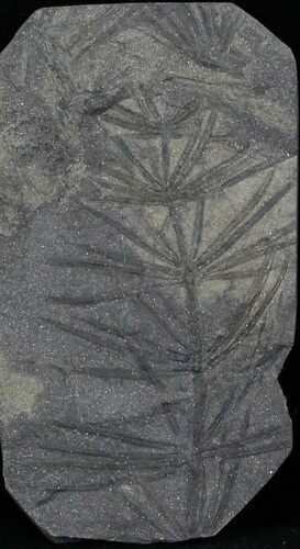 Pennsylvanian Horsetail (Asterophyllites) Fossil - France #31961